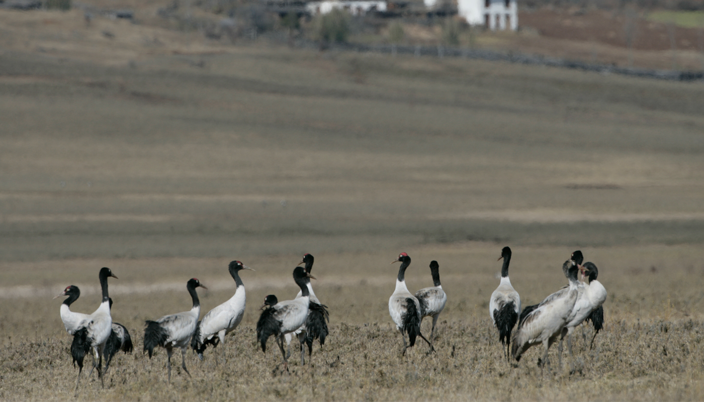 Crane Festival