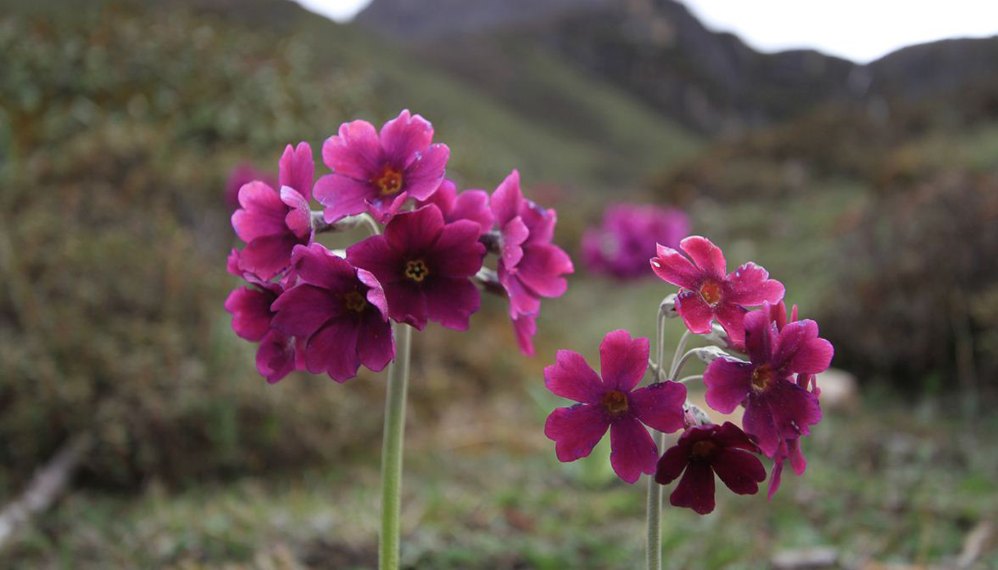 Bhutan Botanical Tour