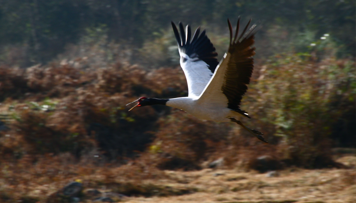 Birder’s paradise